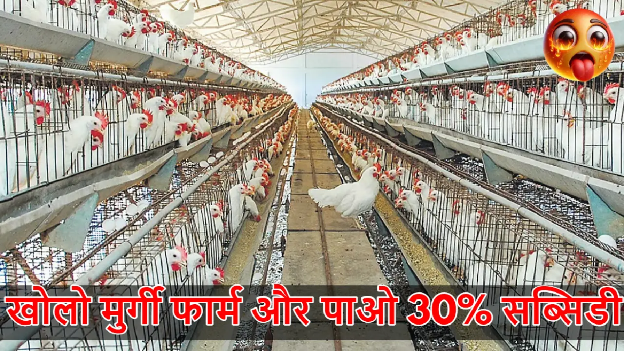 Poultry Farm Loan Yojana से खोलो मुर्गी फार्म और पाओ 30% सब्सिडी – 8वीं पास भी कर सकते हैं आवेदन
